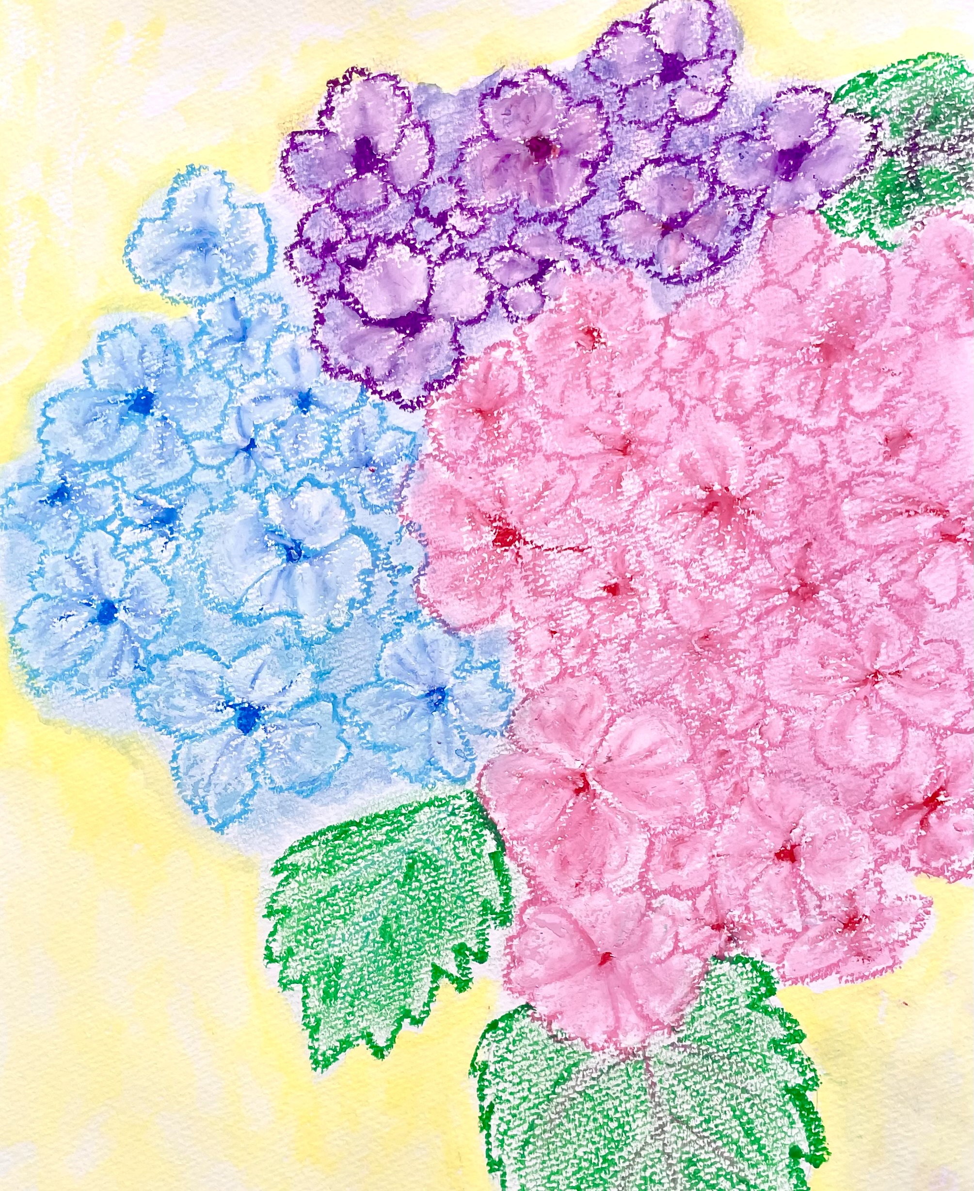 紫陽花